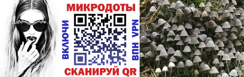 Галлюциногенные грибы Cubensis Красавино
